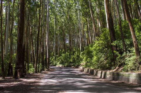 Way through eucalyptus forest Stock Photos