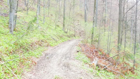 Way through the forest after the rain Stock-Footage 196098874