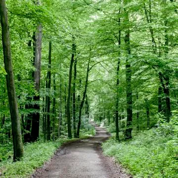 Way through the green forest Stock Photos