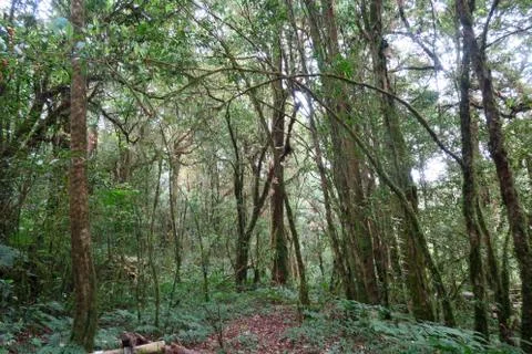 Way through the green forest Stock Photos