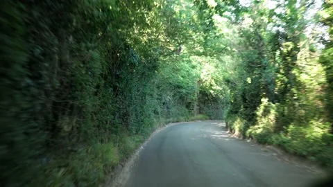 Way through Green Trees Arch Over Road At Sunny Day. Side view From Car Window Stock Footage 202212549