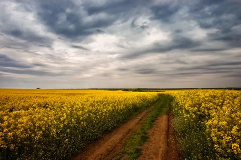 Way through a rapeseed field Stock Photos