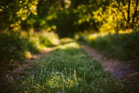 Way through the summer forest Stock Photos