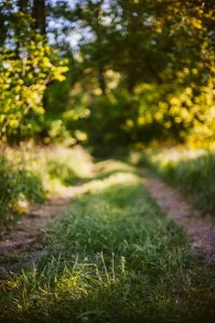 Way through the summer forest Stock Photos