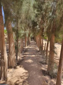 Way through trees Foto stock