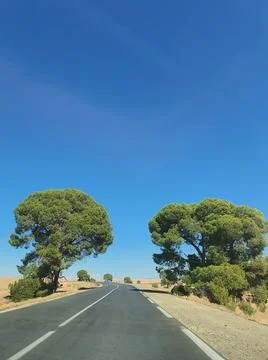 The way through two trees Foto stock