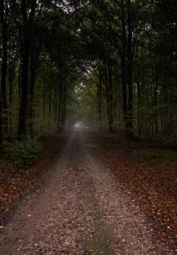 Way throw the forrest Stock Photos