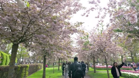 Way towards cherry blossom trees Video stock 313563668