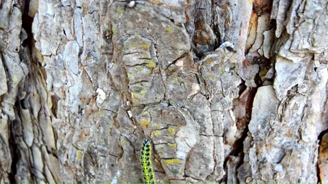 WAY ON THE TREE (Vol. 1) Stock Footage 253565688