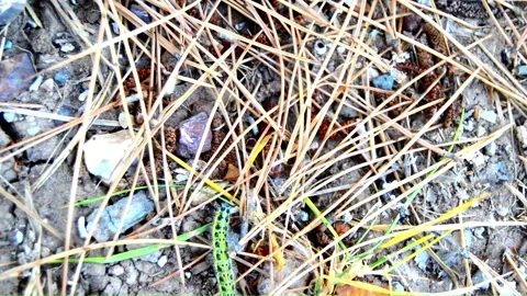 WAY TO A TREE (Vol. 1) Stock Footage 253572958