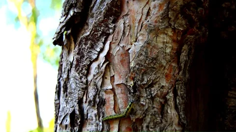 WAY ON THE TREE (Vol. 10) Stock Footage 253571924