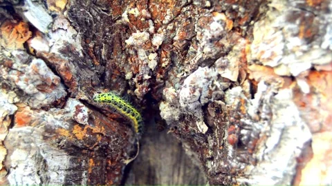 WAY ON THE TREE (Vol. 11) Stock Footage 253566960