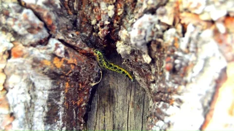 WAY ON THE TREE (Vol. 12) Stock Footage 253567189