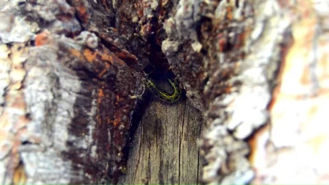 WAY ON THE TREE (Vol. 13) Stock Footage 253572134