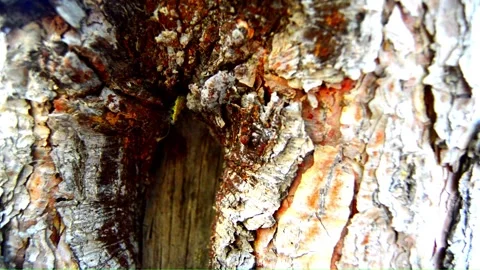 WAY ON THE TREE (Vol. 14) Stock Footage 253572678