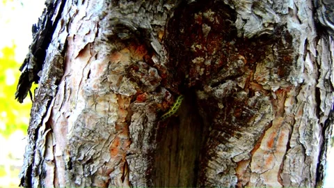 WAY ON THE TREE (Vol. 15) Stock Footage 253568671