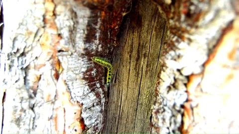 WAY ON THE TREE (Vol. 16) Stock Footage 253572749