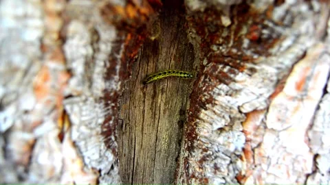 WAY ON THE TREE (Vol. 17) Stock Footage 253572747