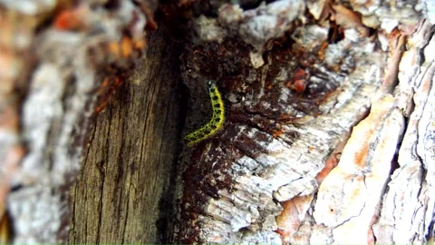 WAY ON THE TREE (Vol. 18) Stock Footage 253569184