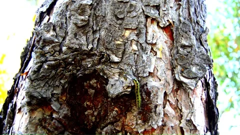 WAY ON THE TREE (Vol. 19) Stock Footage 253569189