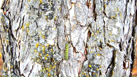 WAY ON THE TREE (Vol. 2) Stock Footage 253566045