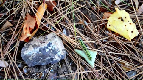 WAY TO A TREE (Vol. 2) Stock Footage 253573136