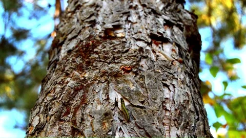 WAY ON THE TREE (Vol. 20) Stock Footage 253569407