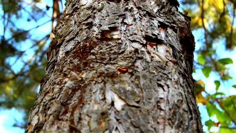 WAY ON THE TREE (Vol. 21) Stock Footage 253568408