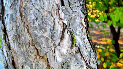 WAY ON THE TREE (Vol. 22) Stock Footage 253568668