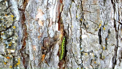 WAY ON THE TREE (Vol. 3) Stock Footage 253570057