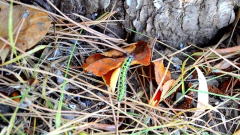 WAY TO A TREE (Vol. 3) Stock Footage 253573140