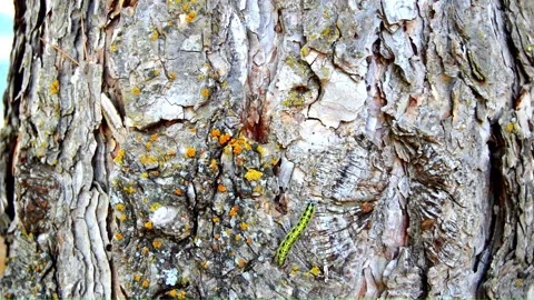 WAY ON THE TREE (Vol. 4) Stock Footage 253570106