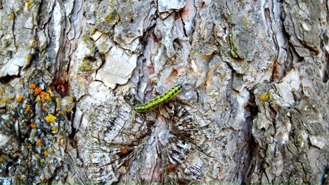 WAY ON THE TREE (Vol. 5) Stock Footage 253570531