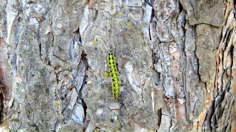 WAY ON THE TREE (Vol. 6) Stock Footage 253566585