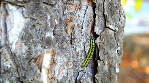 WAY ON THE TREE (Vol. 7) Stock Footage 253566188