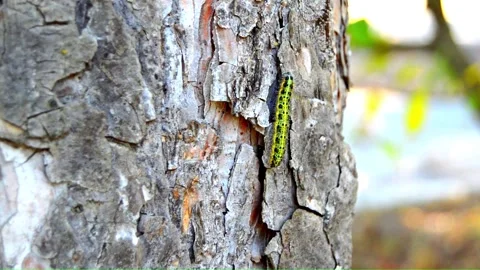 WAY ON THE TREE (Vol. 8) Stock Footage 253566948