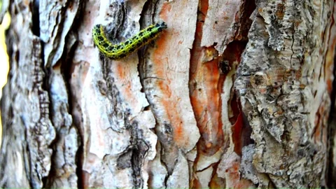 WAY ON THE TREE (Vol. 9) Stock Footage 253572056
