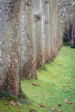Way of trees Stock Photos