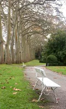 Way of trees Foto stock