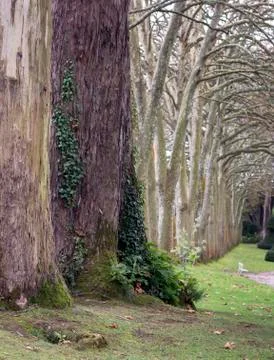 Way of trees Foto stock