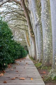 Way of trees Stock Photos