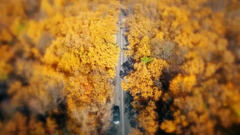 On the way to the yellow forest Stock Footage 100979767