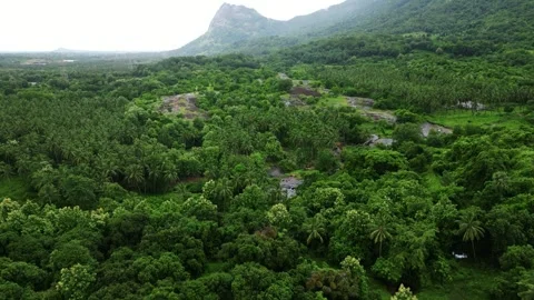 Wayanad Kerala Stock Footage 315065356