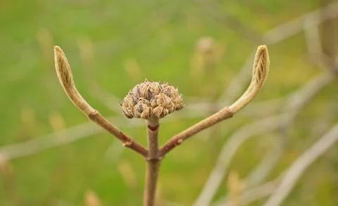 Wayfaring Tree Buds Opening in Spring Viburnum Lantana Foto stock