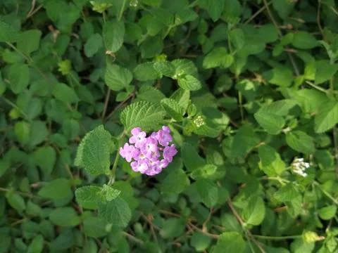 Wayside greenery in a forest Stock Photos
