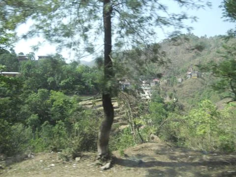 Wayside greenery in the mountains Foto stock
