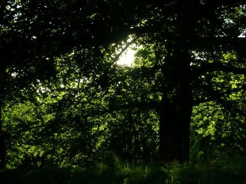 A wayside greenery Stock Photos