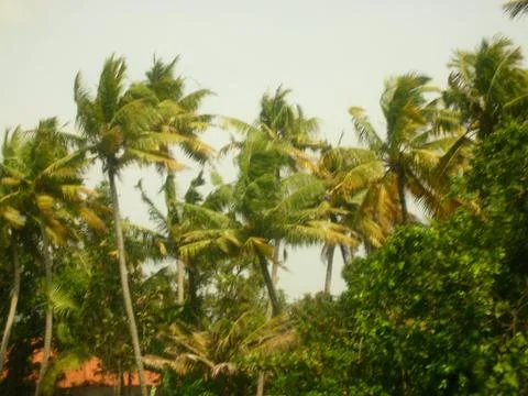 Wayside scenery view in backwaters Stock Photos