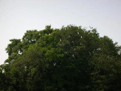 A wayside tree in evening Stock Photos