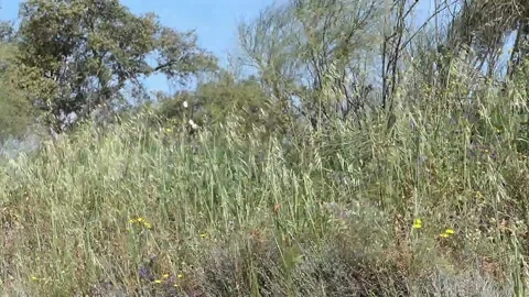 Wayside verge blowing in the wind in Spain. Showing wild flowers and Stock Footage 242093877